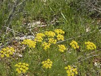 Foeniculum vulgare 4, Venkel, Saxifraga-Willem van Kruijsbergen