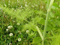 Foeniculum vulgare 6, Venkel, Saxifraga-Hans Boll