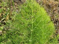 Foeniculum vulgare 9, Venkel, Saxifraga-Hans Boll