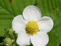 Fragaria moschata 12, Grote bosaardbei, Saxifraga-Sonja Bouwman  1005. Grote bosaardbei - Fragaria moschata - Rosaceae familie (i) Linschoten