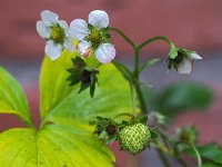 Fragaria vesca 42, Bosaardbei, Saxifraga-Hans Dekker