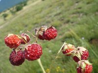 Fragaria viridis 4, Heuvelaardbei, Saxifraga-Jasenka Topic