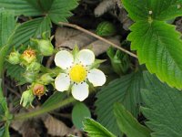 Fragaria viridis 5, Heuvelaardbei, Saxifraga-Jasenka Topic