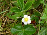 Fragaria viridis 7, Heuvelaardbei, Saxifraga-Rutger Barendse