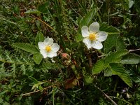 Fragaria viridis 9, Heuvelaardbei, Saxifraga-Ed Stikvoort