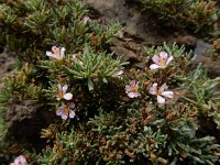 Frankenia ericifolia 2, Saxifraga-Ed Stikvoort