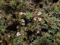 Frankenia ericifolia 3, Saxifraga-Ed Stikvoort