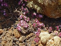 Frankenia laevis 10, Saxifraga-Hans Grotenhuis