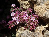 Frankenia laevis 11, Saxifraga-Hans Grotenhuis