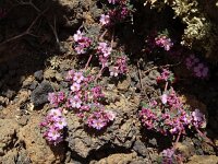 Frankenia laevis 12, Saxifraga-Hans Grotenhuis