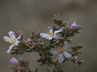 Frankenia laevis 5, Saxifraga-Willem van Kruijsbergen