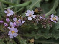 Frankenia laevis 6, Saxifraga-Willem van Kruijsbergen