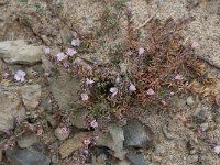 Frankenia laevis 8, Saxifraga-Willem van Kruijsbergen