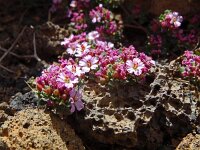 Frankenia laevis 9, Saxifraga-Hans Grotenhuis