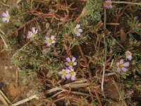 Frankenia pulverulenta 2, Saxifraga-Rutger Barendse