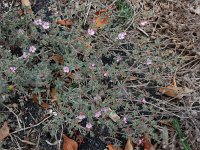 Frankenia pulverulenta 5, Saxifraga-Ed Stikvoort