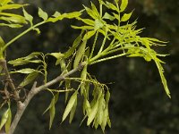 Fraxinus angustifolia ssp angustifolia 6, Saxifraga-Willem van Kruijsbergen