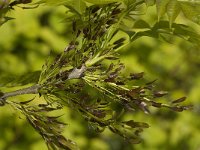 Fraxinus excelsior 10, Es, Saxifraga-Willem van Kruijsbergen