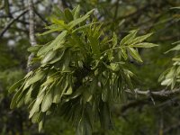 Fraxinus excelsior 12, Es, Saxifraga-Willem van Kruijsbergen