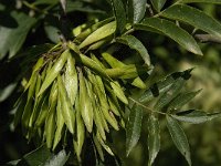 Fraxinus excelsior 13, Es, Saxifraga-Jan van der Straaten