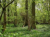 Fraxinus excelsior 19, Es, Saxifraga-Hans Boll