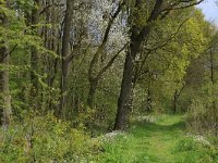 Fraxinus excelsior 24, Es, Saxifraga-Hans Boll