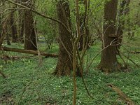 Fraxinus excelsior 25, Es, Saxifraga-Hans Boll