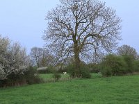 Fraxinus excelsior 29, Es, Saxifraga-Hans Boll