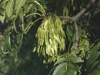 Fraxinus excelsior 3, Es, Saxifraga-Jan van der Straaten