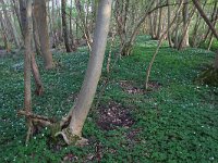 Fraxinus excelsior 35, Es, Saxifraga-Hans Boll