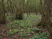 Fraxinus excelsior 36, Es, Saxifraga-Hans Boll