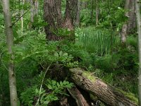 Fraxinus excelsior 40, Es, Saxifraga-Hans Boll