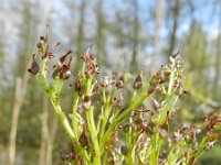 Fraxinus excelsior 54, Es, Saxifraga-Rutger Barendse