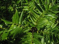 Fraxinus excelsior 55, Es, Saxifraga-Rutger Barendse