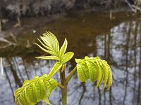 Young sprouting Ash tree (Fraxinus excelsior)  Young sprouting Ash tree (Fraxinus excelsior) : young, sprouting, Ash, tree, Fraxinus excelsior, fraxinus, european sh, common ash, green, flora, floral, vascular, plant, outside, outdoors, no people, nobody, wild, spring, springtime, growth