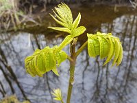 Young sprouting Ash tree (Fraxinus excelsior)  Young sprouting Ash tree (Fraxinus excelsior) : young, sprouting, Ash, tree, Fraxinus excelsior, fraxinus, european sh, common ash, green, flora, floral, vascular, plant, outside, outdoors, no people, nobody, wild, spring, springtime, growth