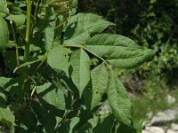 Fraxinus excelsior 6, Es, Saxifraga-Jan van der Straaten