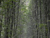 Fraxinus excelsior 60, Es, Saxifraga-Luuk Vermeer