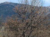 Fraxinus excelsior 7, Es, Saxifraga-Jan van der Straaten