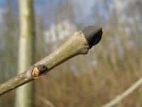 Fraxinus excelsior 9, Es, Saxifraga-Rutger Barendse