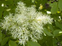 Fraxinus ornus 10, Saxifraga-Jan van der Straaten