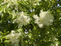 Fraxinus ornus 11, Saxifraga-Jan van der Straaten