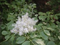 Fraxinus ornus 15, Saxifraga-Dirk Hilbers