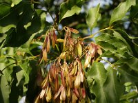 Fraxinus ornus 5, Saxifraga-Branko Bakan : slike