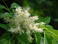 Fraxinus ornus 7, Saxifraga-Jasenka Topic