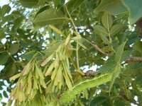 Fraxinus ornus 8, Saxifraga-Jasenka Topic