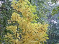 Fraxinus pennsylvanica 14, Saxifraga-Rutger Barendse