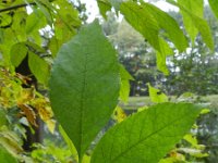 Fraxinus pennsylvanica 15, Saxifraga-Rutger Barendse