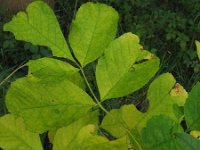 Fraxinus pennsylvanica 2, Saxifraga-Rutger Barendse