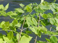 Fraxinus pennsylvanica 6, Saxifraga-Rutger Barendse